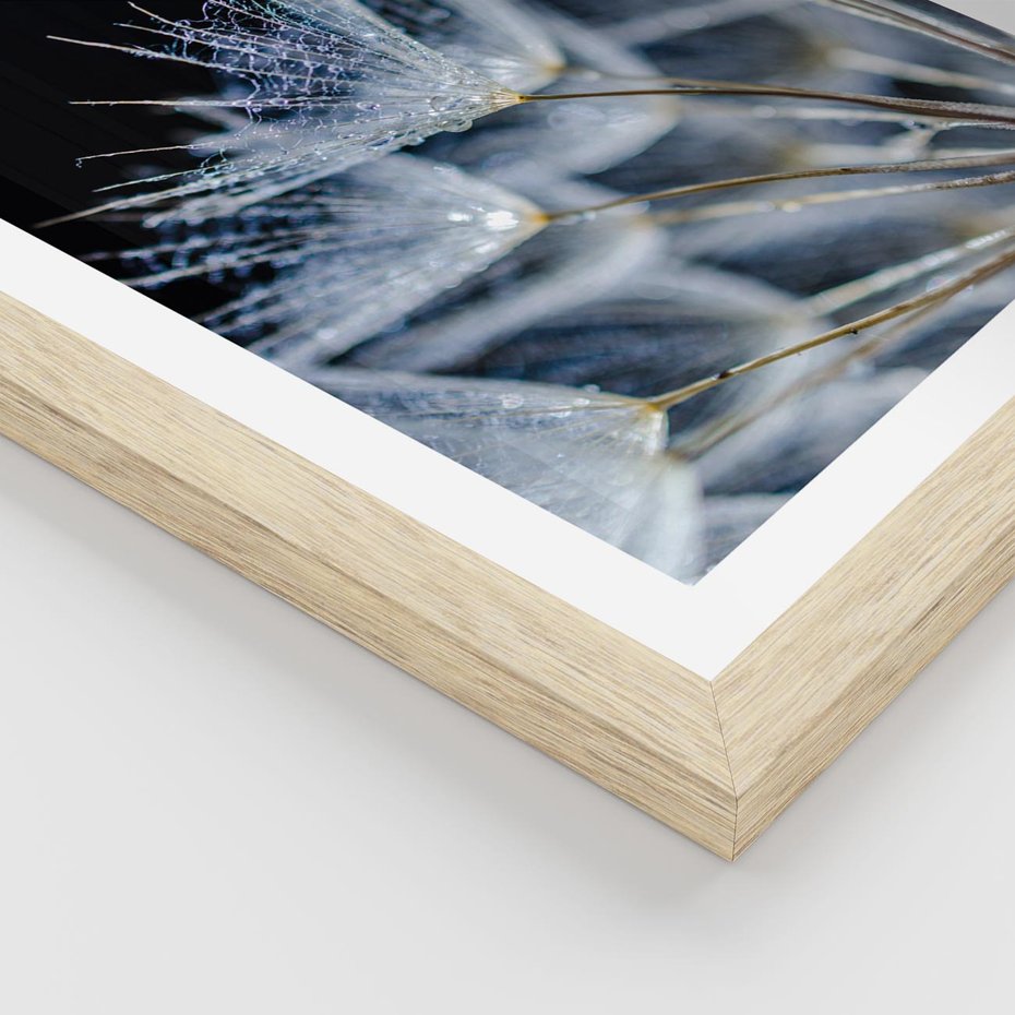 Plakat w ramie 30x40 - Makro piękno dmuchawców - makro, dmuchawce - rama drewno