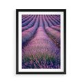 Plakat w ramie 50x70 - Pole Lawendy w Pełnej Krasie - pole lawendy, kompozycja - rama czarna