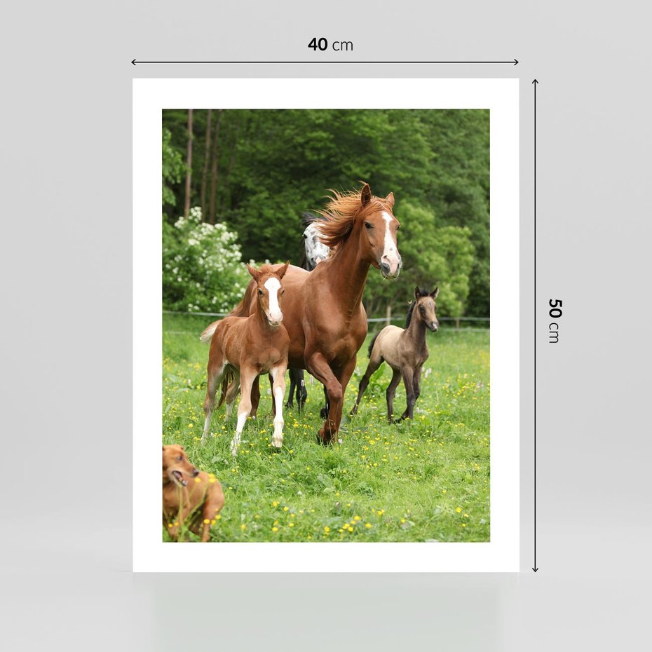 Plakat bez ramy 40x50 - Galopujące konie - konie, galop