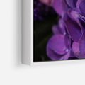 Obraz w ramie 100x70 - Fioletowa hortensja - kwiaty, hortensja - rama biała