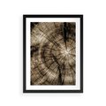 Plakat w ramie 30x40 - Natura Pod Lupą - pień drzewa, przekrój - rama czarna