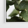 Obraz w ramie 70x50 - Zielone eukaliptusy - eukaliptus, liście - rama biała