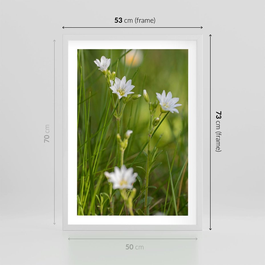 Plakat w ramie 50x70 - Kolorowa łąka - stokrotki, łąka - rama biała