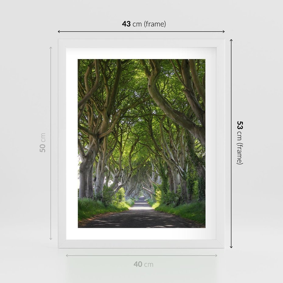 Plakat w ramie 40x50 - Magiczny Las - drzewa, las - rama biała