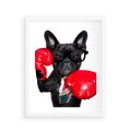 Plakat w ramie 40x50 - Boksujący mops - pies - boks, mops - rama biała