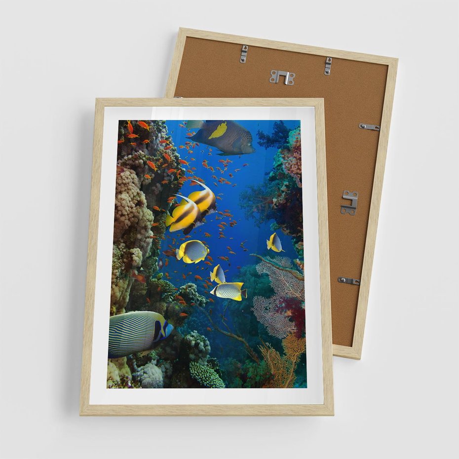 Plakat w ramie 50x70 - Podwodne królestwo rafy koralowej - rafa, koralowa - rama drewno