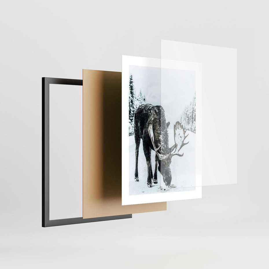 Plakat w ramie 30x40 - Zimowy Portret Łosia - łoś w zimowej scenerii - rama czarna