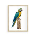 Plakat w ramie 30x40 - Kolorowa papuga w locie - papuga, ptak - rama drewno
