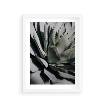 Plakat w ramie 30x40 - Sukulenty wśród kaktusów - sukulenty, kaktusy - rama biała