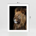 Plakat bez ramy 30x40 - Władca Dzikiej Przyrody - lew, król