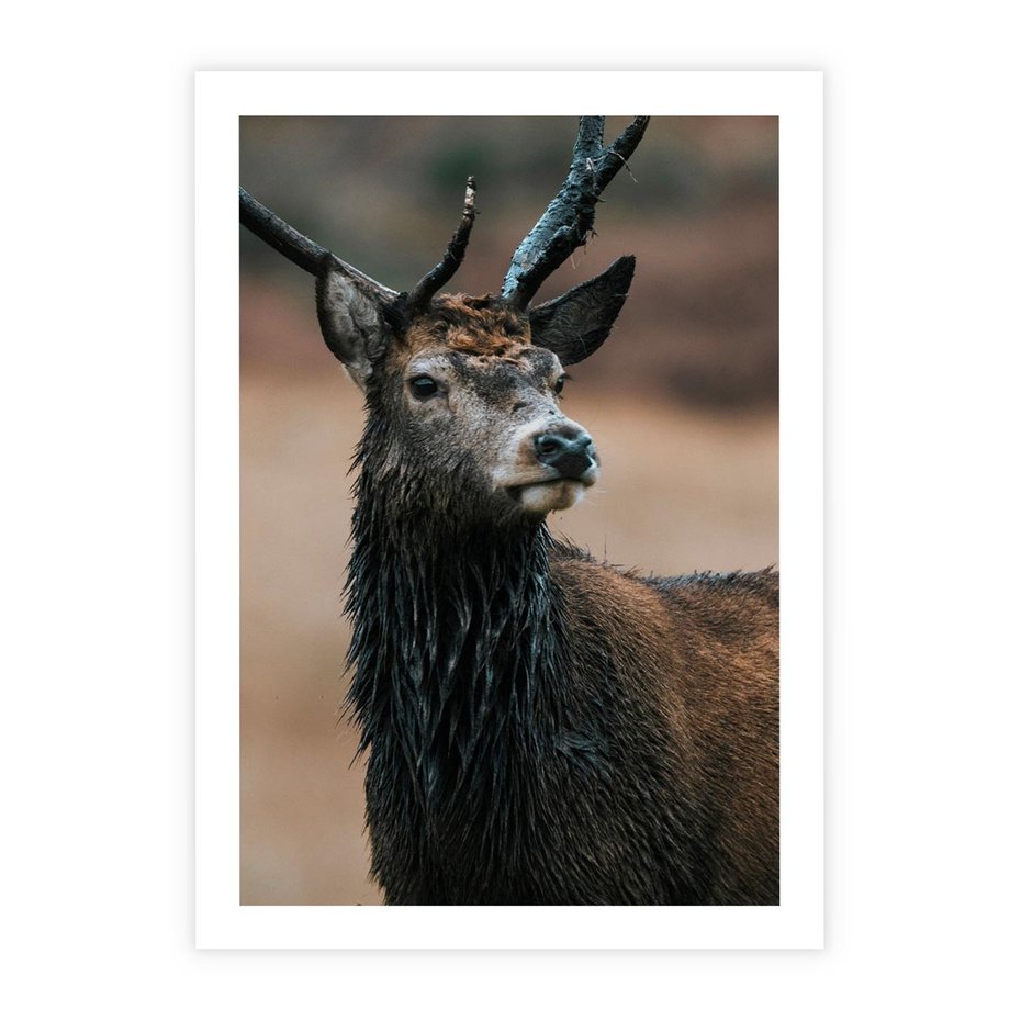 Plakat bez ramy 30x40 - Spokojny jeleń - jeleń, las