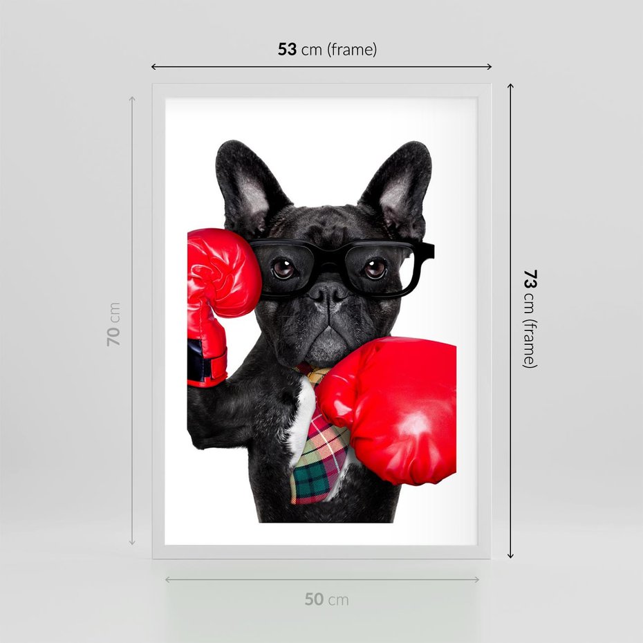 Plakat w ramie 50x70 - Boksujący mops - pies - boks, mops - rama biała