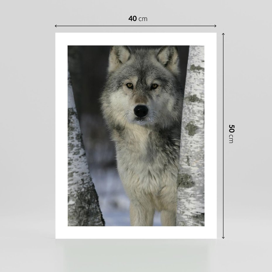 Plakat bez ramy 40x50 - Wilk w Zimowym Lesie - wilk, las
