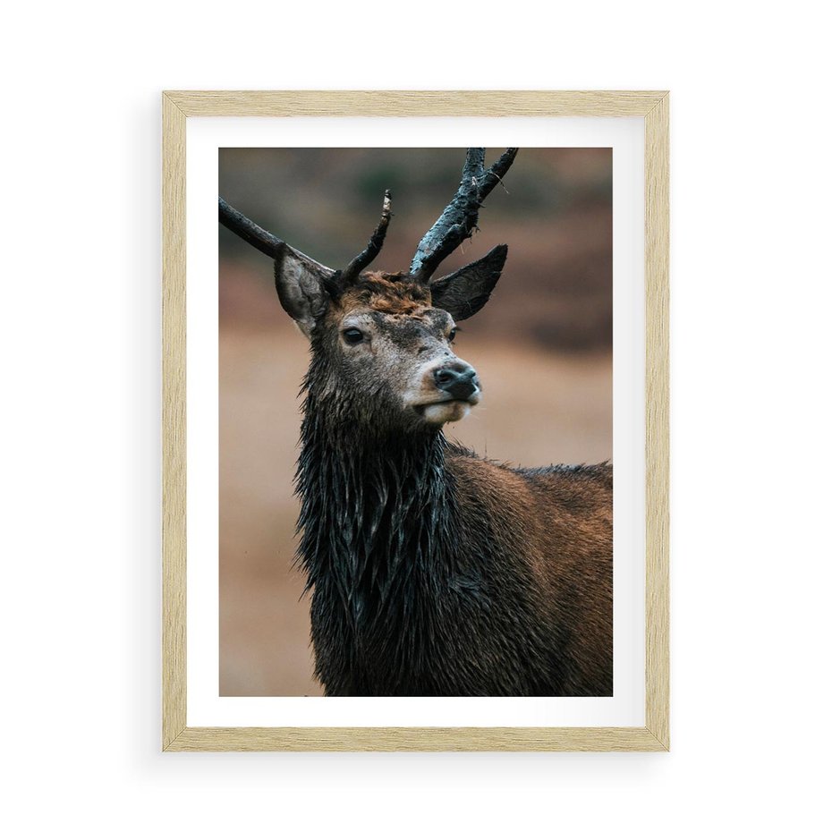 Plakat w ramie 50x70 - Spokojny jeleń - jeleń, las - rama drewno