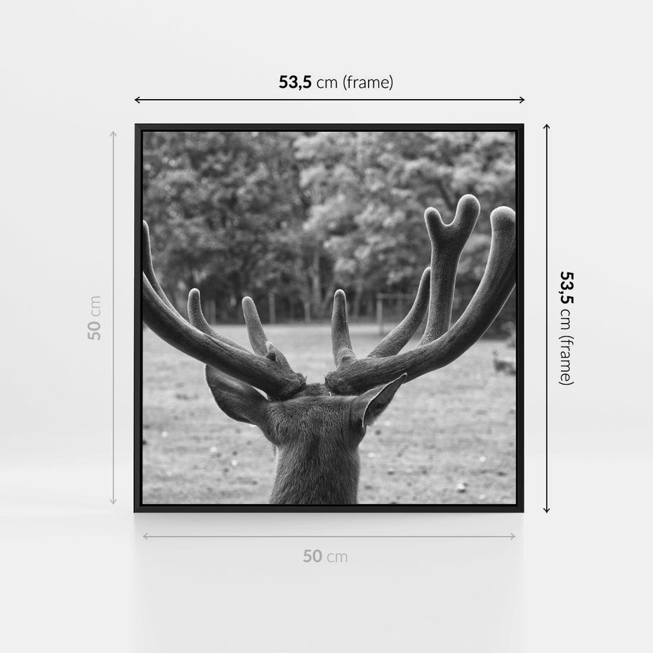 Obraz w ramie 50x50 - Przygubione motyle marzeń - fotografia czarno biała, młody jeleń w zagrodzie - rama czarna