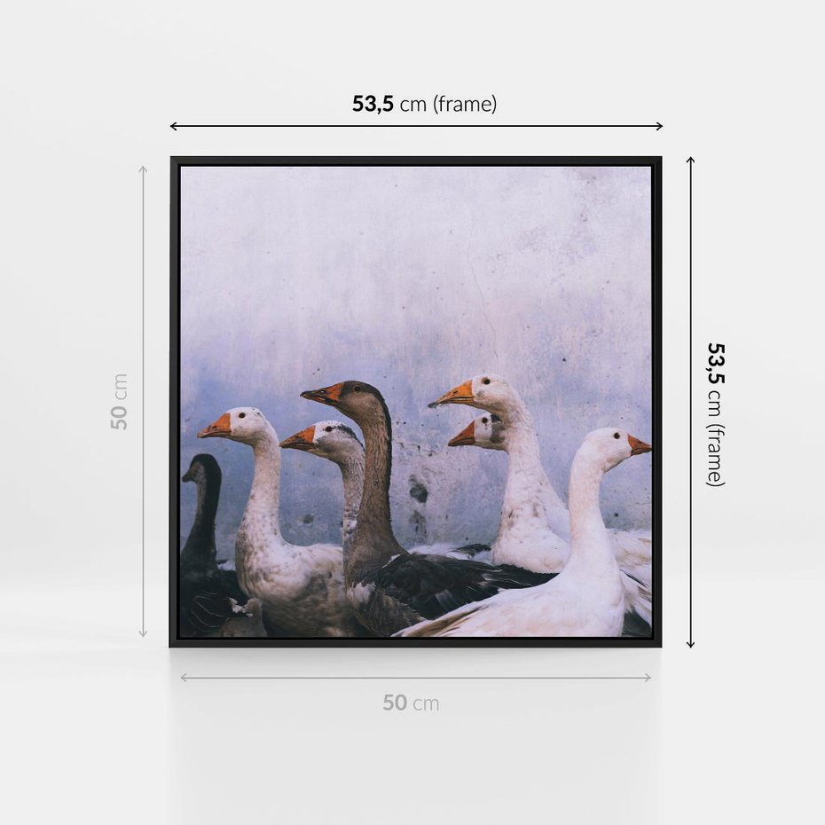 Obraz w ramie 50x50 - Spotkanie Wśród Piór - uchwycony moment, fotografia - rama czarna