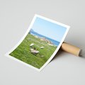 Plakat bez ramy 30x40 - Górskie Owce - góry, owce