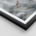 Plakat w ramie 50x70 - Piękno w Delikatności - dmuchawiec, makro zdjęcie - rama czarna