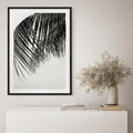 Plakat bez ramy 21x30 - Czarno-Biały Kontrast - czarno białe zdjecie, palma