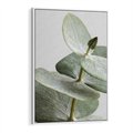 Obraz w ramie 80x120 - Eukaliptusowa zieleń - eukaliptus, zielone - rama biała