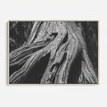 Obraz w ramie 120x80 - Siła Natury - czarno biała fotografia, korzenie wielkiego drzewa - rama drewno