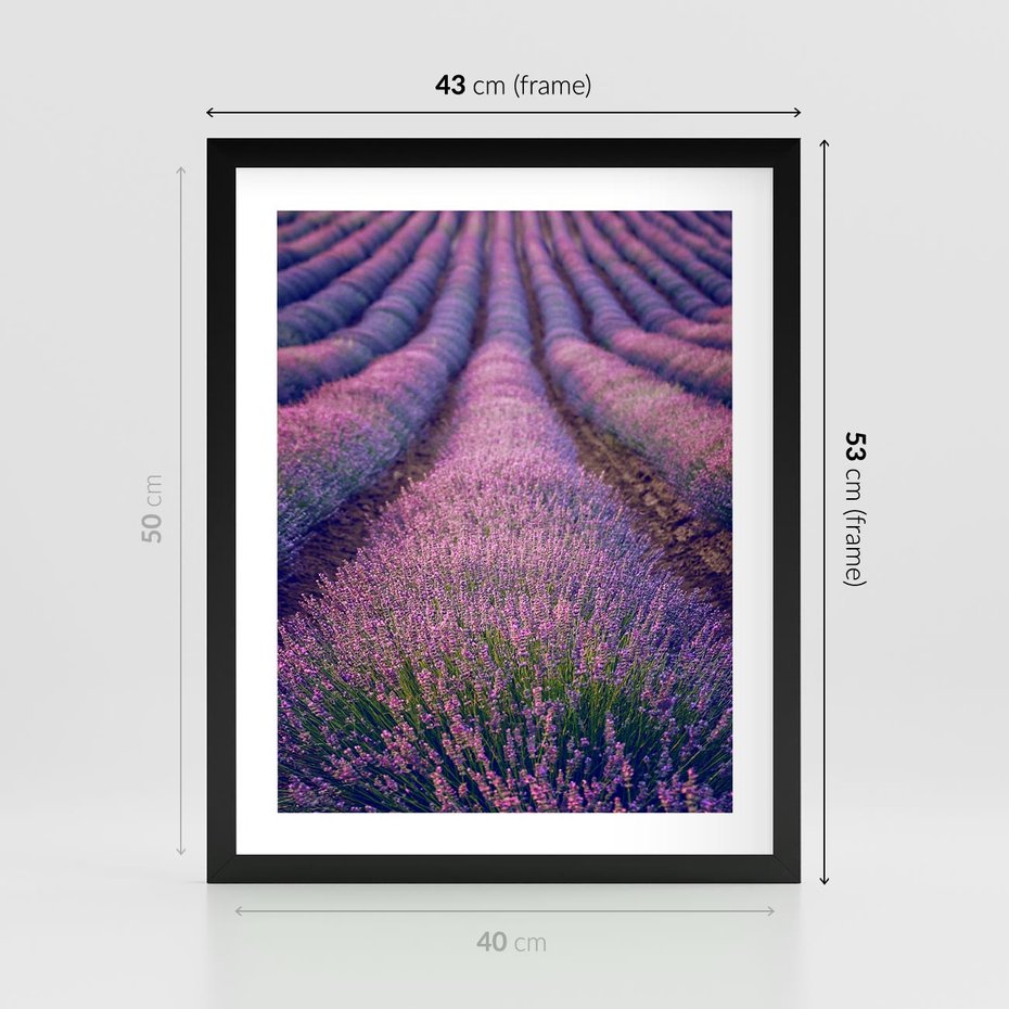 Plakat w ramie 40x50 - Pole Lawendy w Pełnej Krasie - pole lawendy, kompozycja - rama czarna