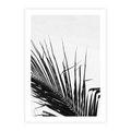 Plakat bez ramy 50x70 - Sztuka Natury: Monochromatyczna Palma - palma, czarno białe zdjęcie