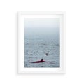 Plakat w ramie 30x40 - Spotkanie z Orką - morze, ocean - rama biała