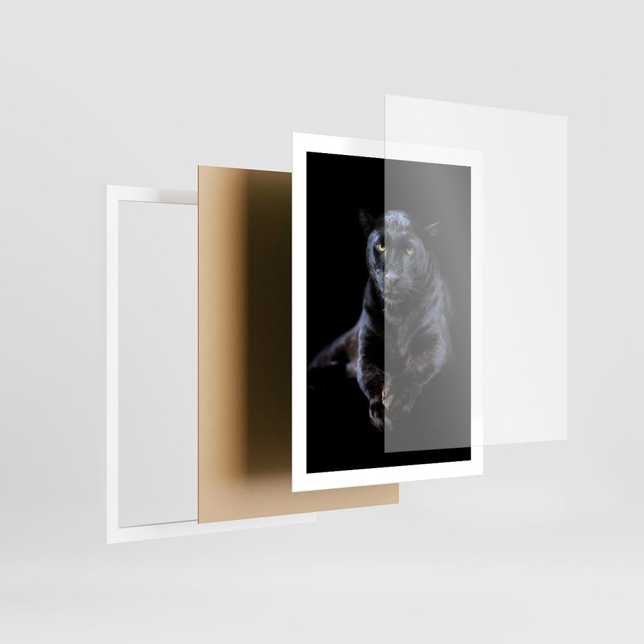 Plakat w ramie 50x70 - Czarna pantera: majestat i siła - czarna, pantera - rama biała