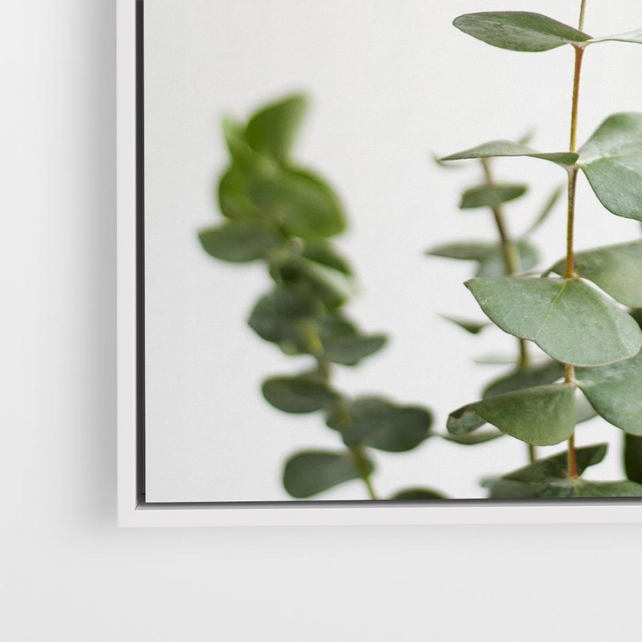 Obraz w ramie 50x50 - Żywa eukaliptusowa zieleń - eukaliptus, zielone - rama biała