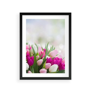 Plakat w ramie 30x40 - Tulipany w pełnym rozkwicie - tulipany, kwiaty - rama czarna