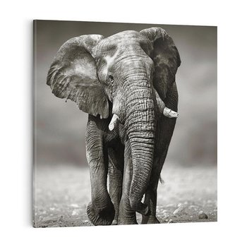 Obraz na płótnie 50x50 - Majestatyczny słoń Afryki - słoń, Afryka
