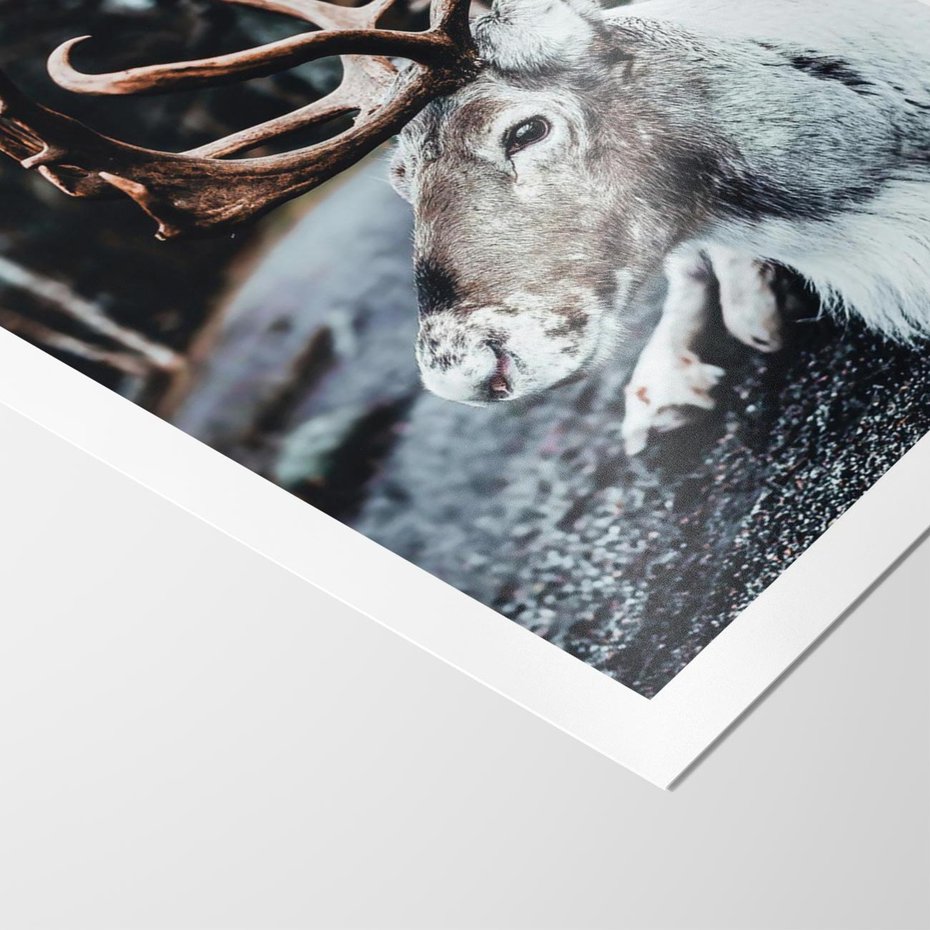 Plakat bez ramy 50x70 - W Zimowej Krainie - renifer, zima