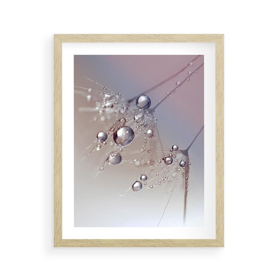 Plakat w ramie 40x50 - Delikatne Natchnienie - krople, dmuchawce - rama drewno