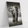 Obraz na płótnie 80x120 - Majestatyczny słoń Afryki - słoń, Afryka