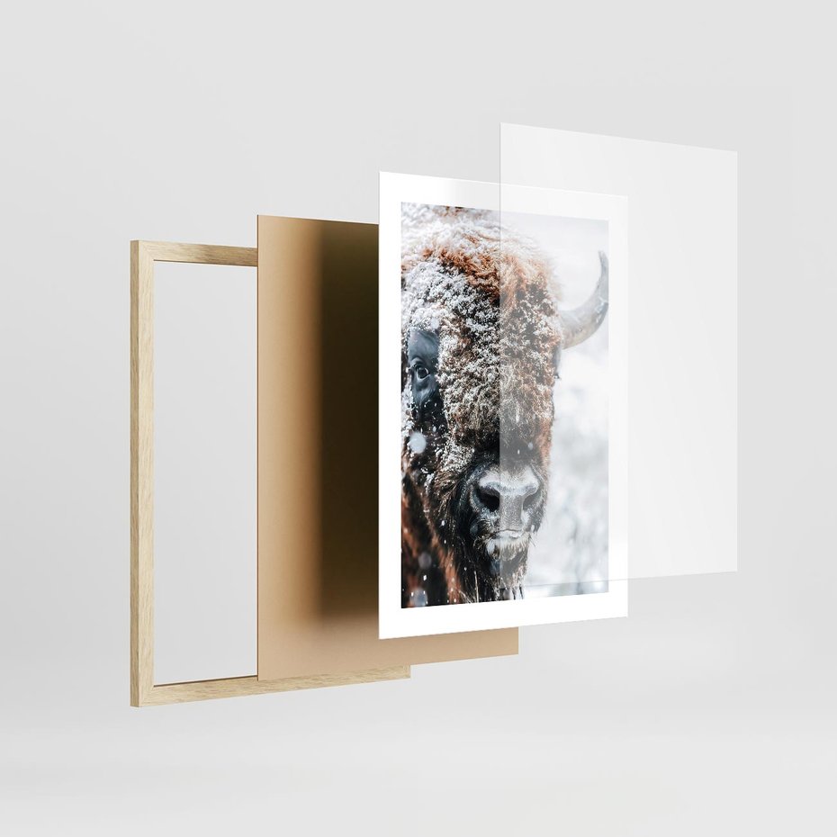 Plakat w ramie 30x40 - Żubr w Krainie Śniegu - żubr, zima - rama drewno