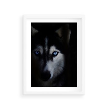 Plakat w ramie 50x70 - Wilk i husky: siła przyjaźni - wilk, husky - rama biała