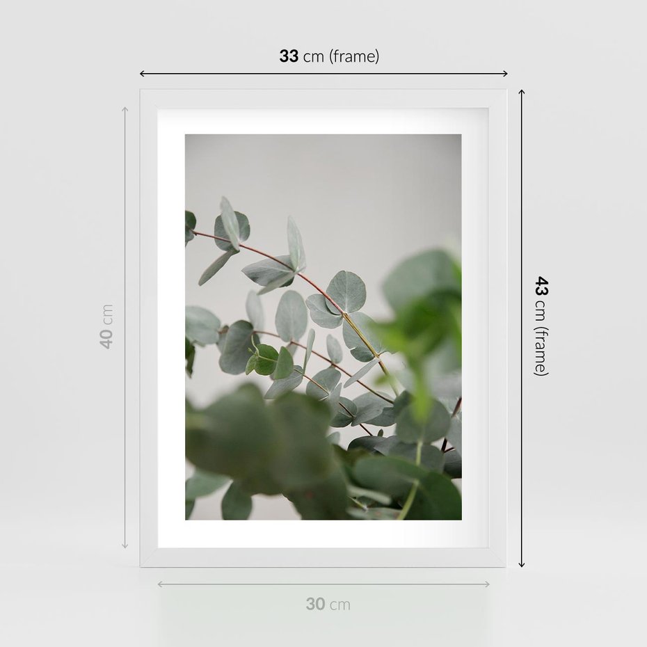 Plakat w ramie 30x40 - Liście eukaliptusa w naturze - eukaliptus, liście - rama biała