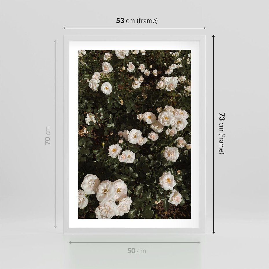 Plakat w ramie 50x70 - Czyste Piękno - białe kwiaty, białe róże - rama biała