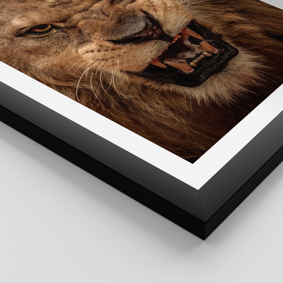 Plakat w ramie 40x50 - Władca Sawanny - lew, sawanna - rama czarna