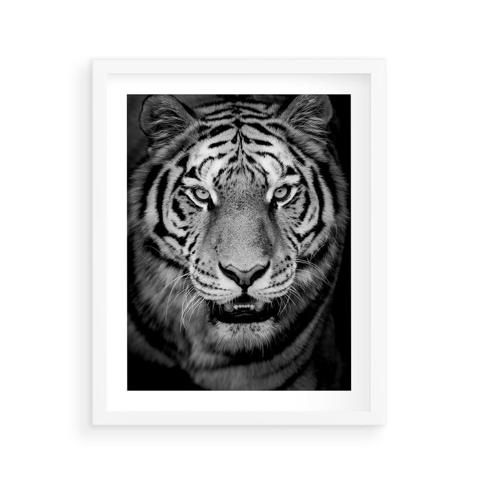 Plakat w ramie 40x50 - Tygrys Czarno-Biały: Siła i Delikatność - tygrys, czarno - rama biała