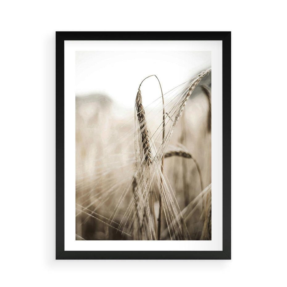Plakat w ramie 50x70 - Kłosy Pszenicy w Sepii - zboże, kłos pszenicy - rama czarna