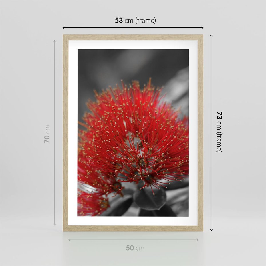 Plakat w ramie 50x70 - Ukwiał na rafie koralowej - ukwiał, rafa - rama drewno