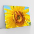 Obraz na płótnie 120x80 - Słoneczniki w naturalnym otoczeniu - słonecznik, natura