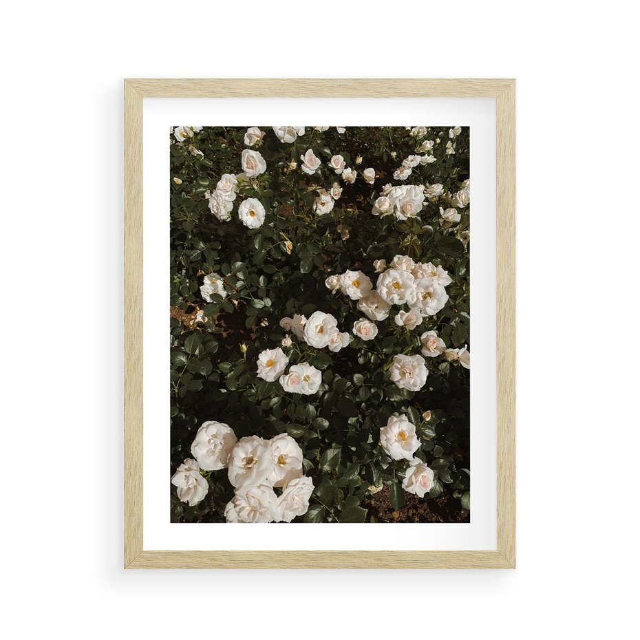 Plakat w ramie 40x50 - Czyste Piękno - białe kwiaty, białe róże - rama drewno