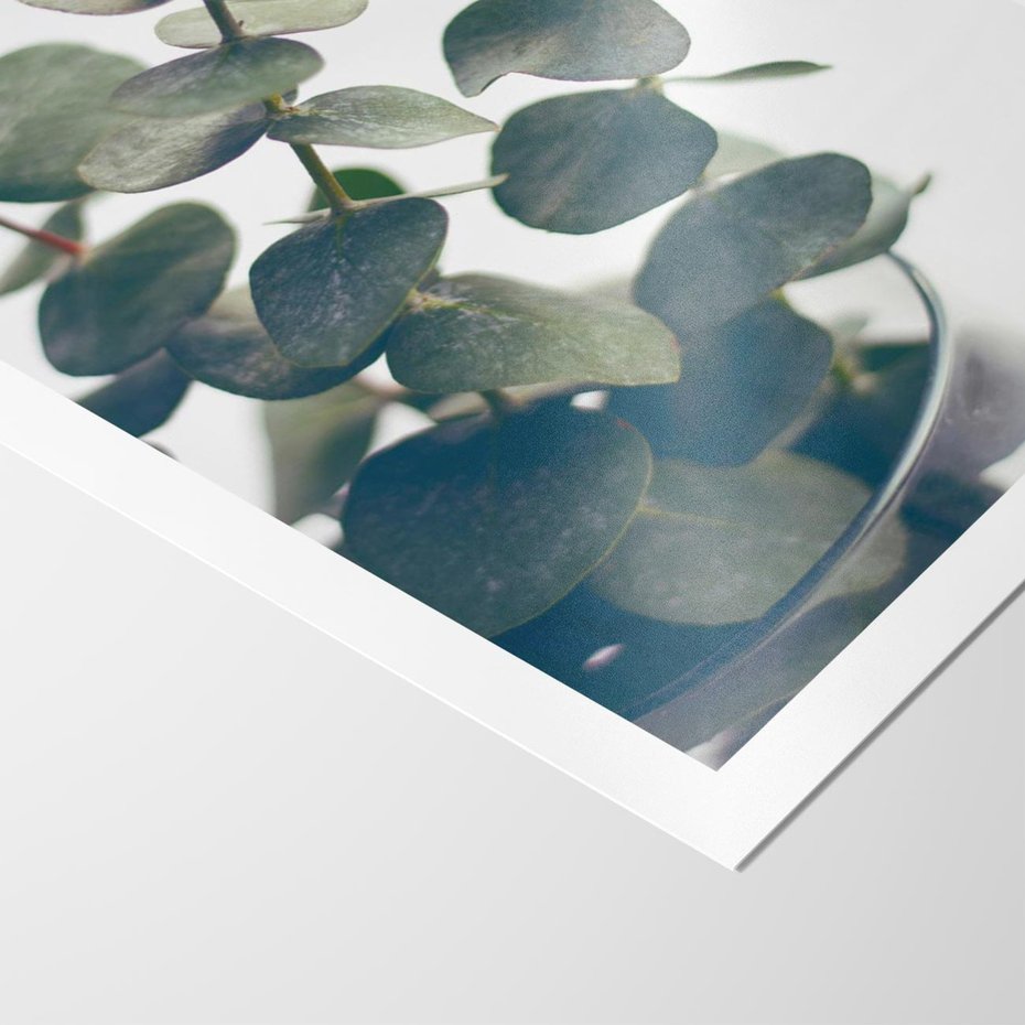 Plakat bez ramy 21x30 - ukaliptusowa Harmonia - liście eukaliptusa