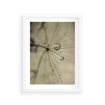 Plakat w ramie 40x50 - Delikatność dmuchawców - dmuchawce, krople - rama biała