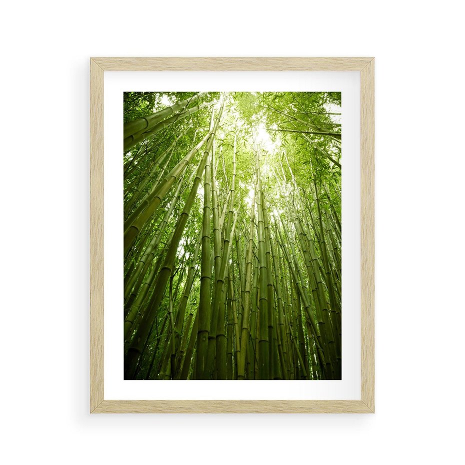 Plakat w ramie 40x50 - Siła Natury - drzewa, las - rama drewno