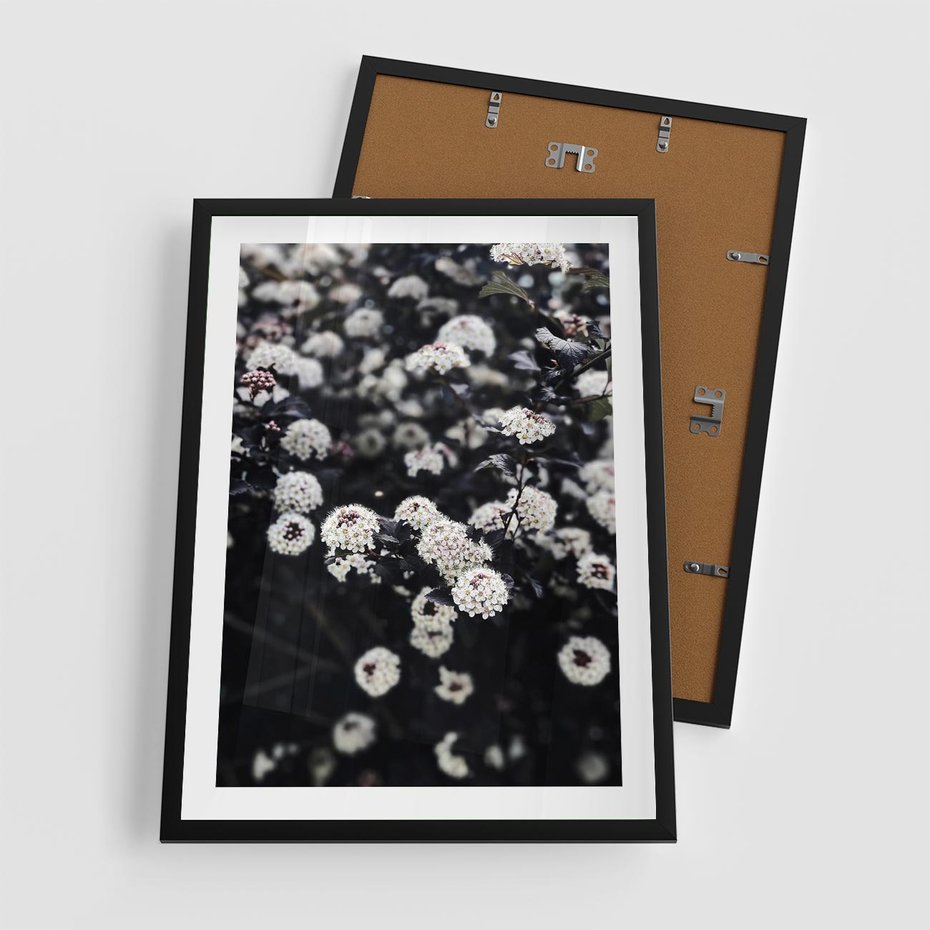 Plakat w ramie 50x70 - Białe Kwiaty na Kwitnącym Krzewie - białe kwiaty, kwitnący krzew - rama czarna