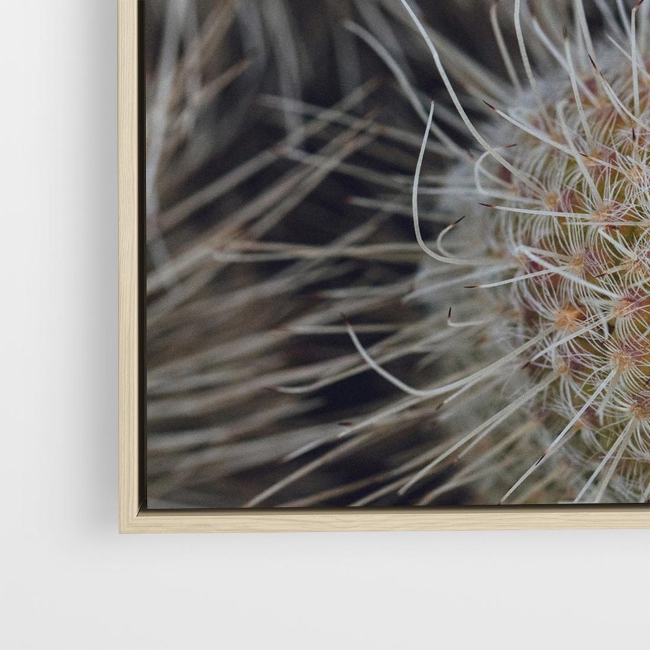 Obraz w ramie 50x50 - Ulotna Piękność Natury - makro, dmuchawce - rama drewno